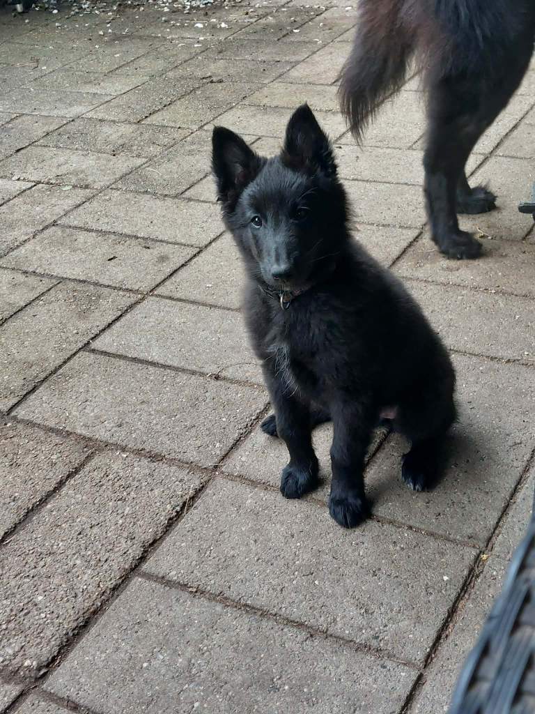 Callie søger stadig en ny familie!
(Kenziana Black Calliope)